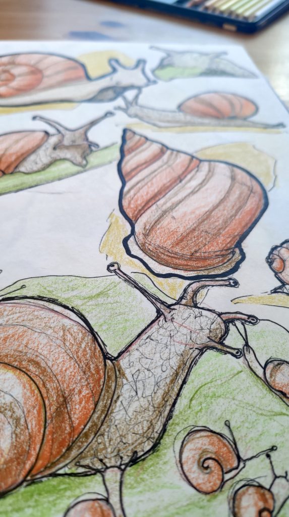 dessin d'escargots grands et petits, coquille seule