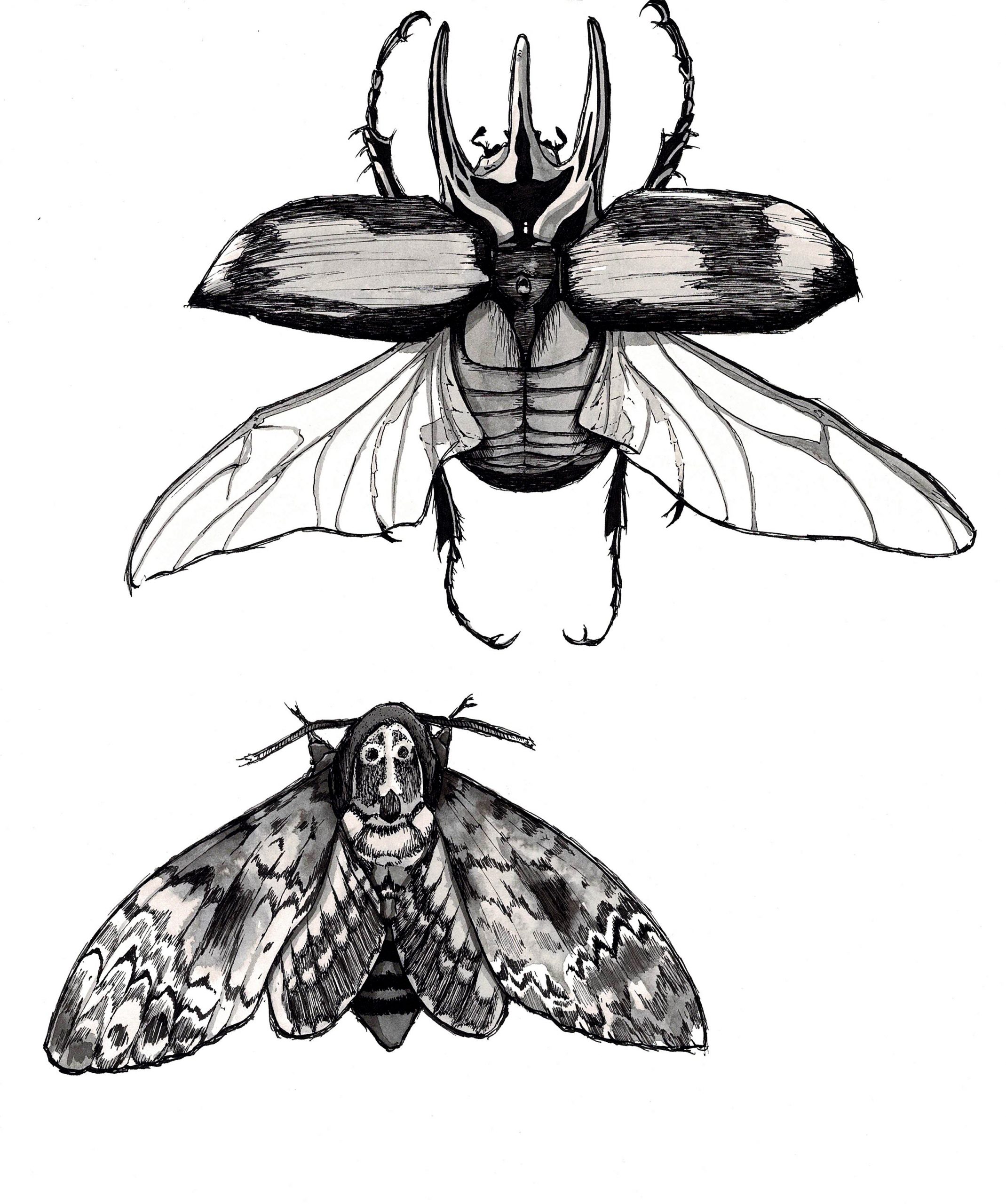 illustration insectes