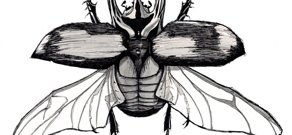illustration scarabé